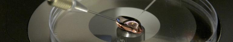 Central Transgenic Core 