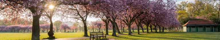Staff Health and Wellbeing Hub