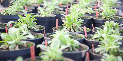 greenhouse plants