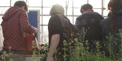 gardening at king's building greenhouse