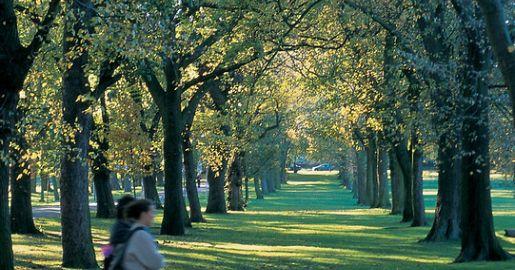 Meadows