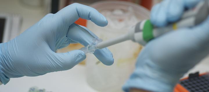 Rubber gloved hands holding a dropper