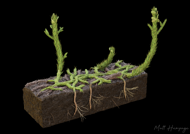 Artist's reconstruction of Asteroxylon mackiei (credit: Matt Humpage)