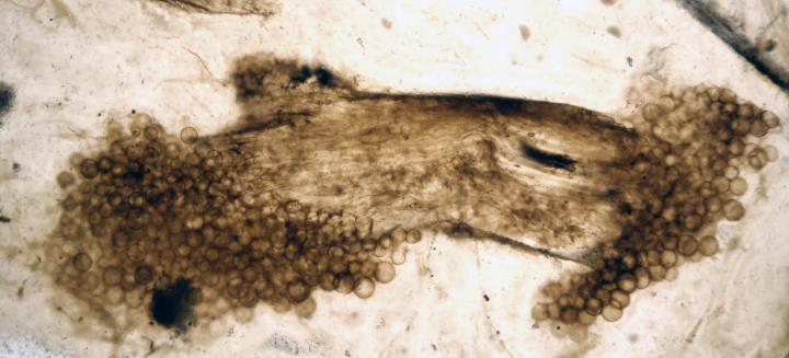 Rhynie fossil plant