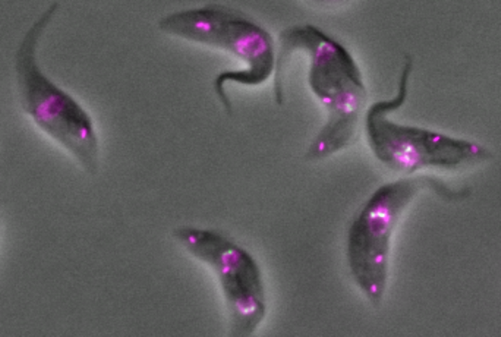 Phot of cell biology research from Bungo Akiyoshi