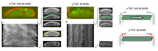 Image from Sawin paper, Journal of Call Science 2011