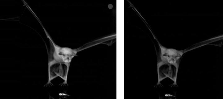 Bat research