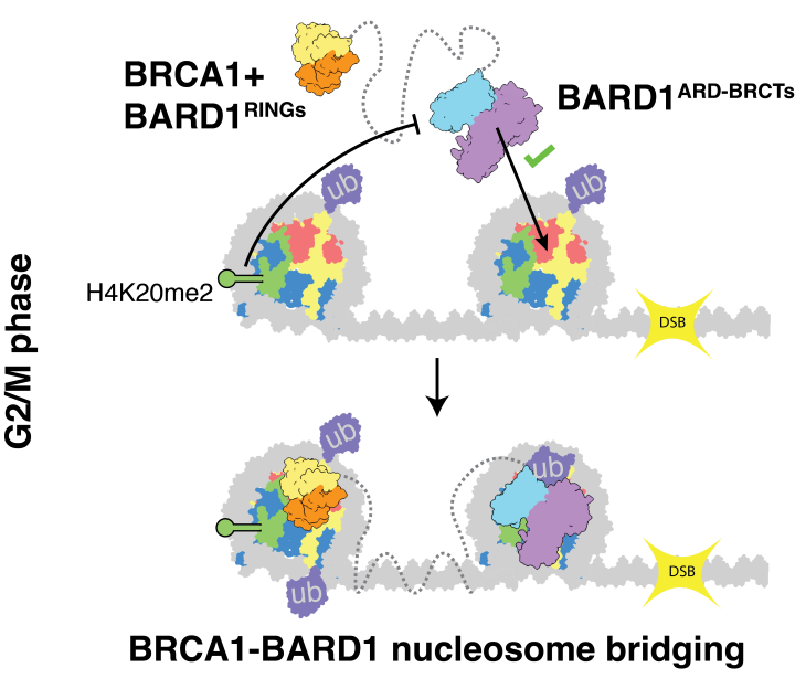 Wilson group research paper image, details in text