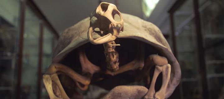 Reptile exhibit