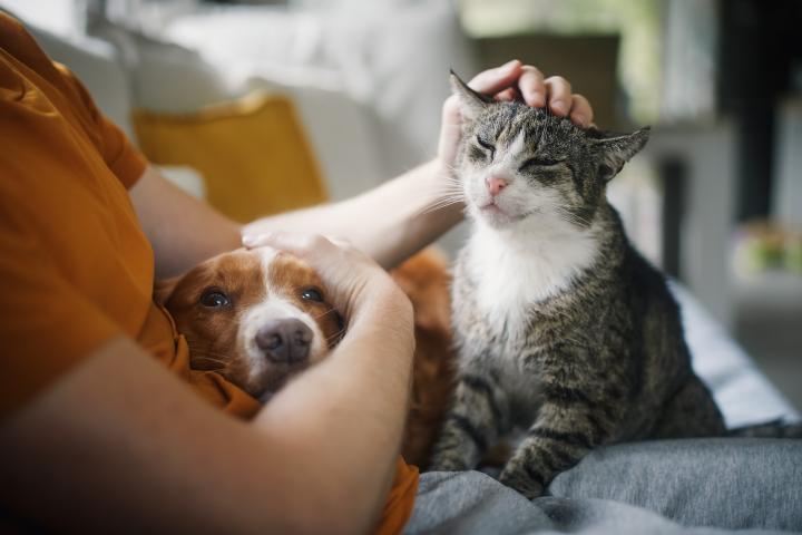 CatDog