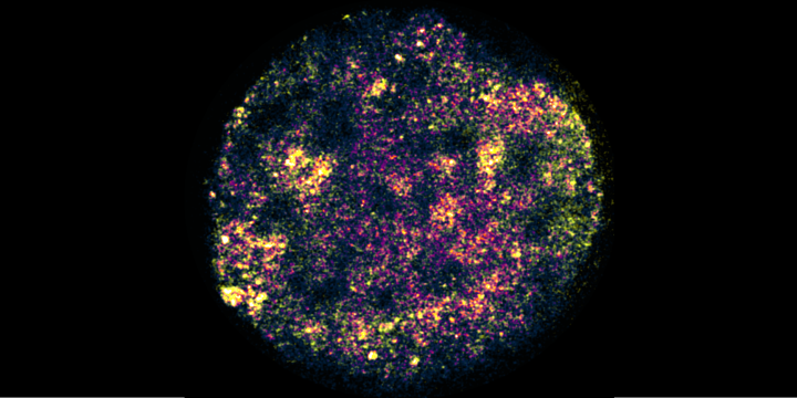 DNA labelled within a zebrafish embryo