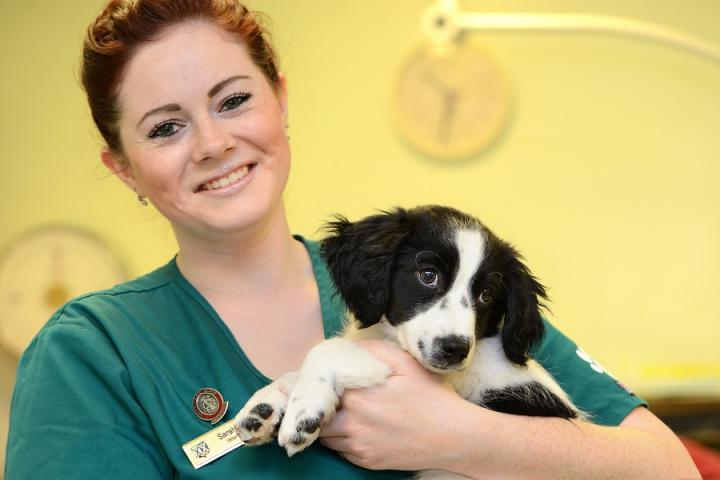 Dick Vet Practices and Hospitals