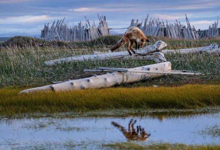 Fox on the hunt