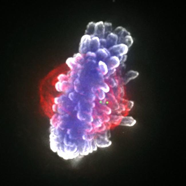 Image from Earnshaw Journal of Cell Science paper 2020