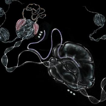 Image from Tollervey paper, PLoS Genetics 2014