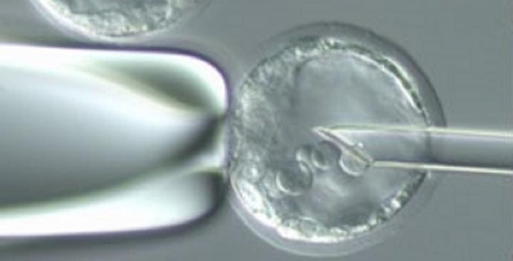 Embryo injection