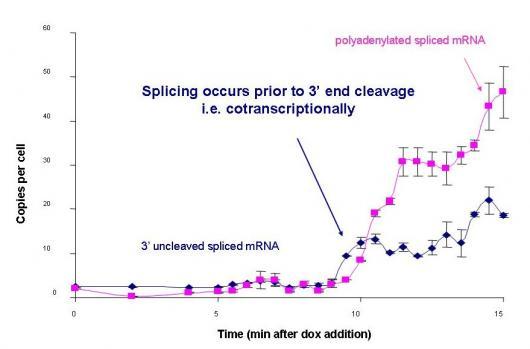 Image from Beggs paper, RNA 2010