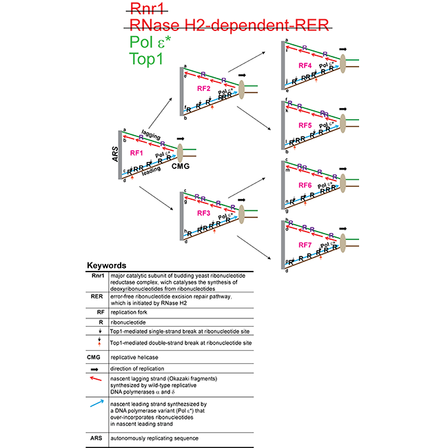 Image from Tollervey lab paper Nucleic Acids Research 2020