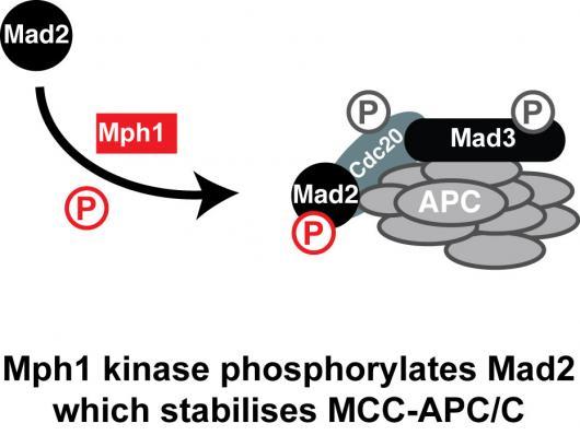 Image from WCB paper Current Biology 2012