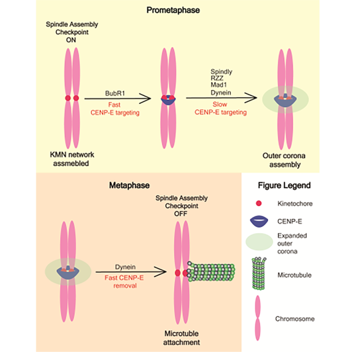 Welburn Lab Paper image feb 2024