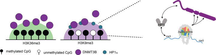 images of cells for Wilson published paper