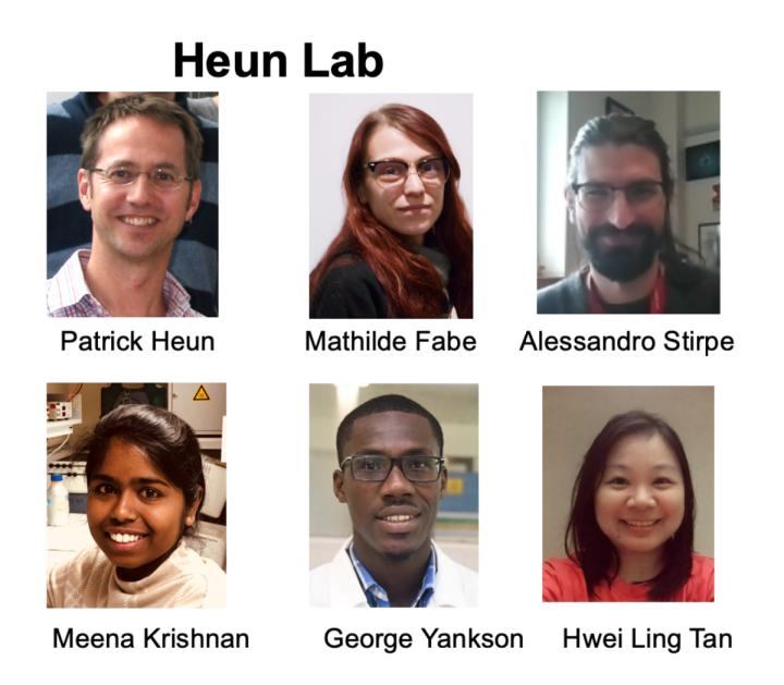 Image with photos of lab members: Patrick Heun, Mathilde Fabe, Meena Krishnan, Alessandro Stirpe, Hwei Ling Tan and George Yanks