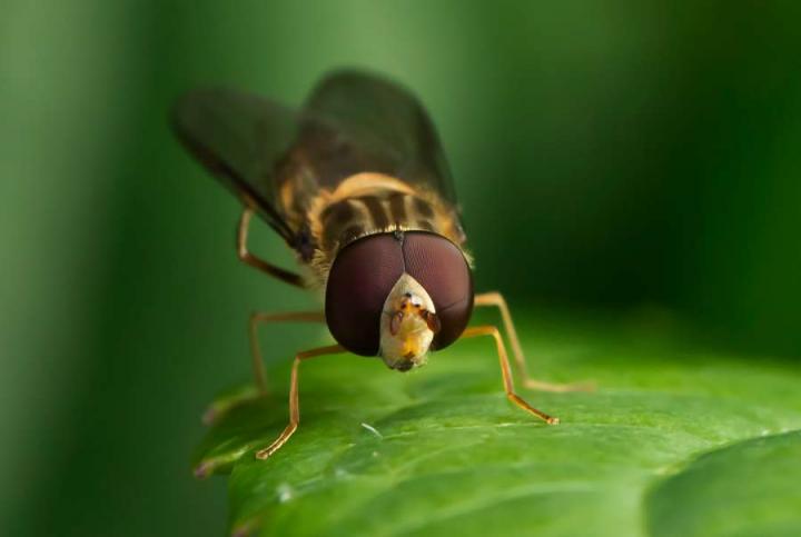 Hoverfly on leaf
