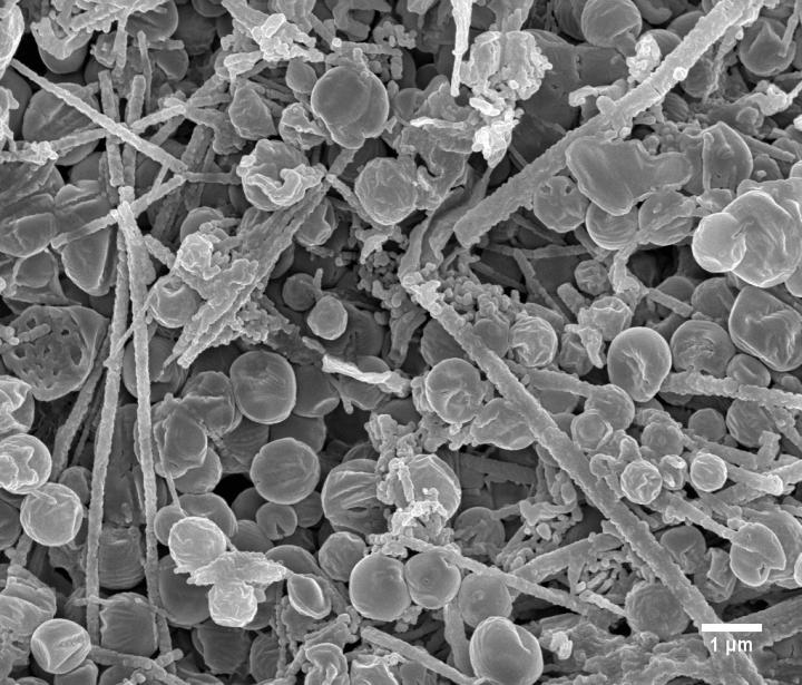 Image of fossil-like deposits created by chemical reactions