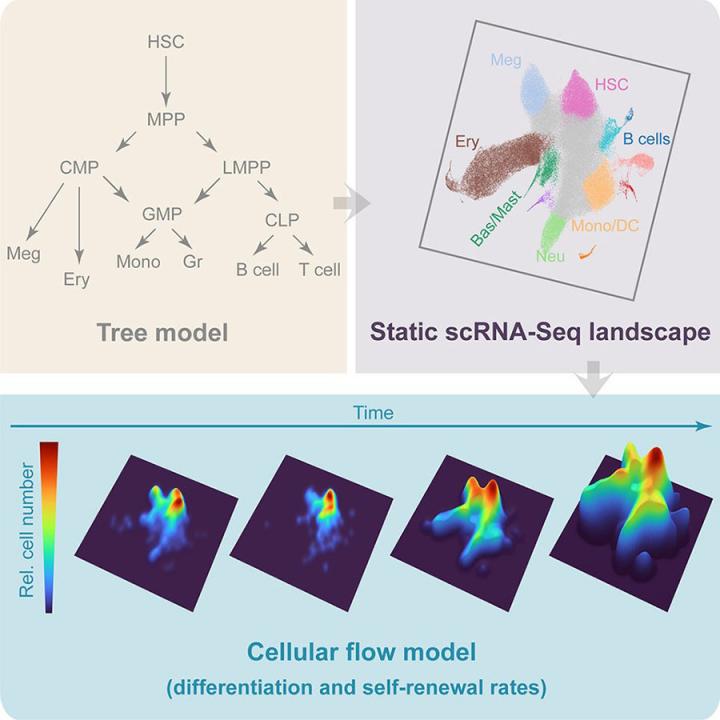 images of cells for O'Carroll published paper