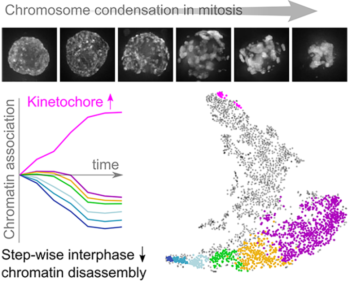 Image from Earnshaw Molecular Cell paper 2022
