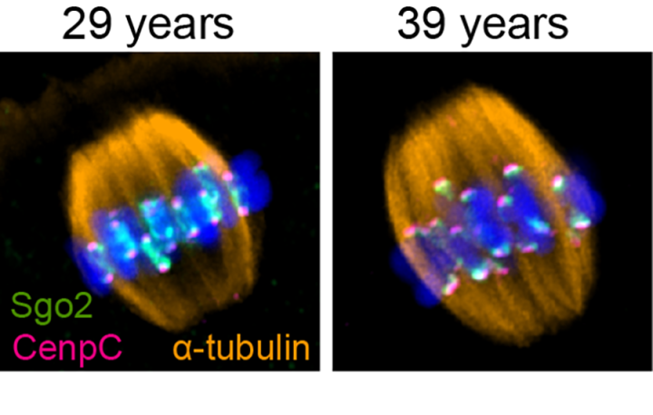 Two images of Cells from published paper