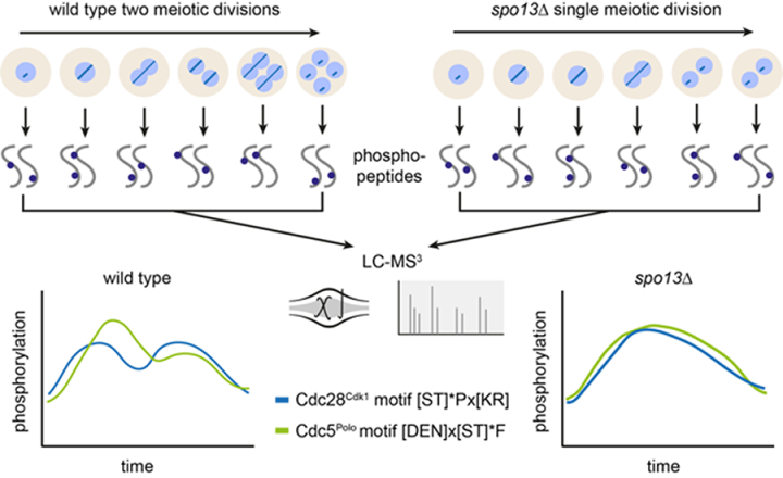 images of cells for Marston Lab paper EMBO Feb 2024