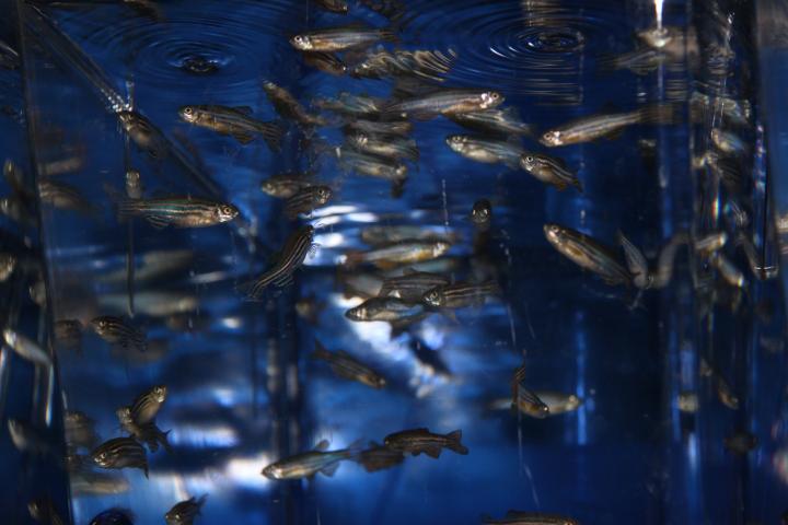 Zebrafish in a tank