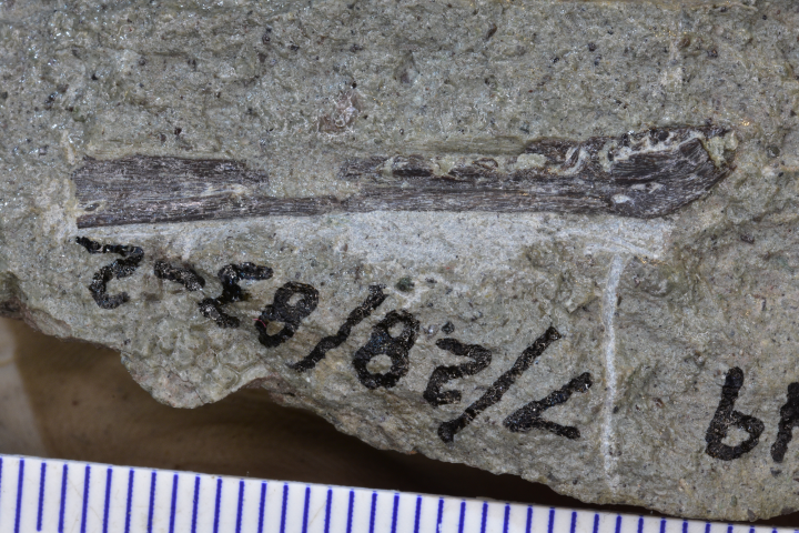 Image of tiny tyrannosaur jaw bone
