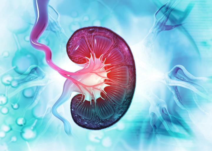 A computer generated image of the cross section of a kidney