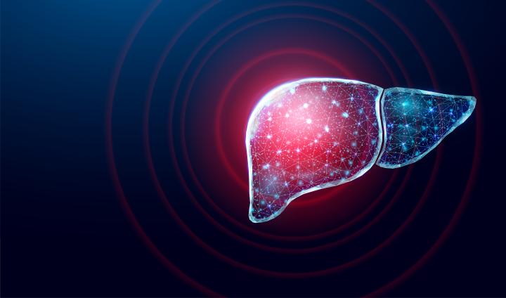 3D computer generated image of liver on blue background showing a network of connections in the liver