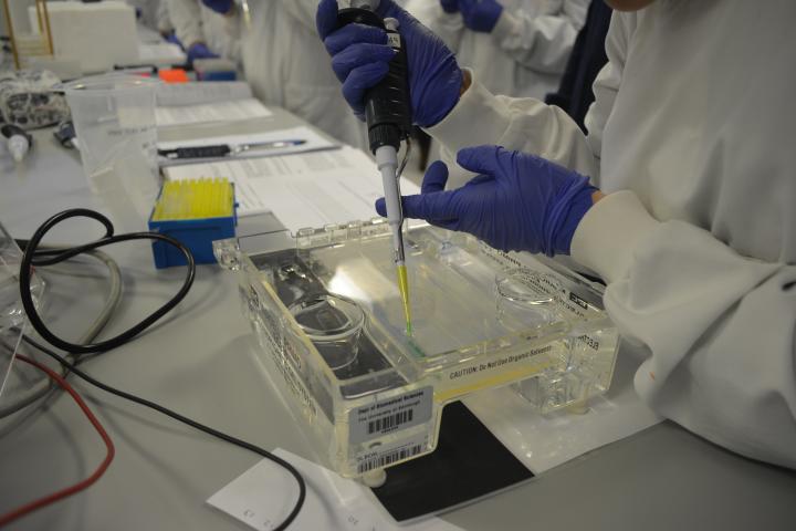 Student loading a gel