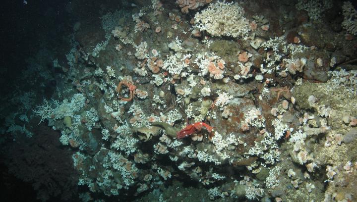 Lophelia pertusa coral in corrosive waters off Southern Californai Bight_live coral is on bare exposed rock with no dead coral framework. Credit: NOAA.