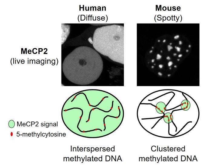 images MeCP2 Bird Lab Paper May 2024