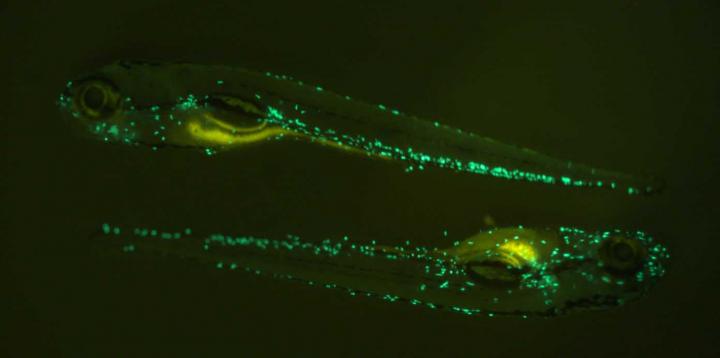 Zebrafish green