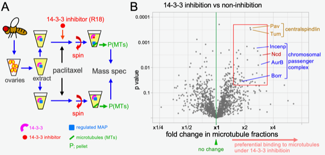 Image from Ohkura paper, PLOS 2022