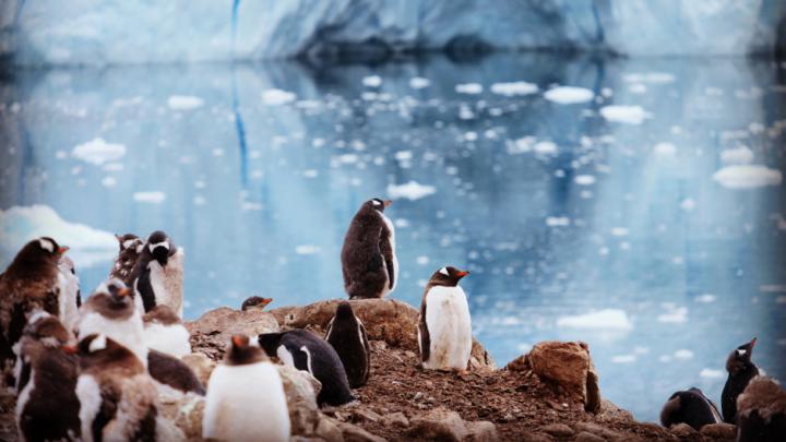 Beth Christie Antarctica trip Neko Harbour Penguins