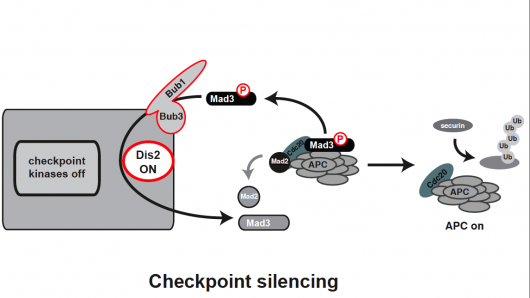 Image from Hardwick paper, Molecular Biology of the Cell 2009
