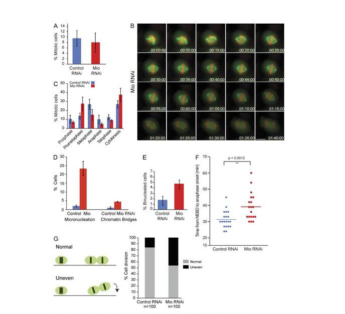 Image from Earnshaw paper Journal of Cell Biology 2015