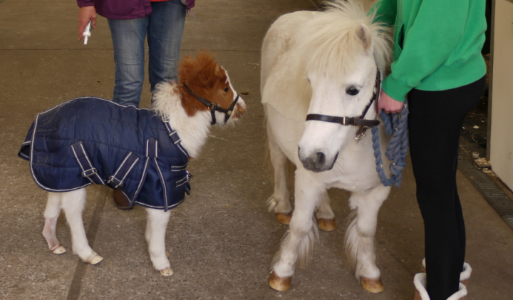 Rio at the Vet School in 2013, with his mother Floss, Donna and her daughter Megan.