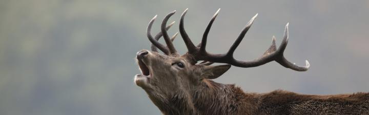 Rum red deer