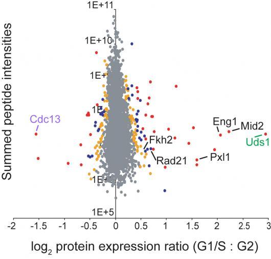 Image from Sawin paper, Molecular & Cellular Proteomics 2010