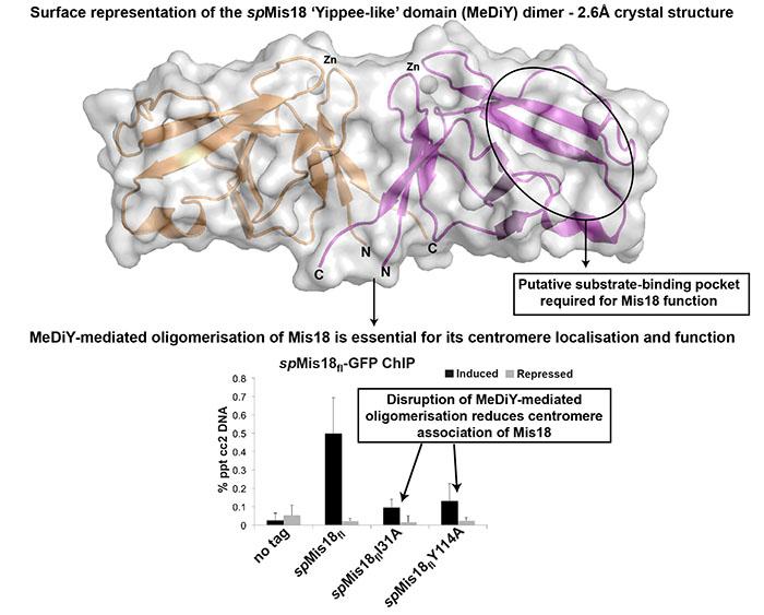 Image from Jeyaprakash paper, EMBO reports 2016