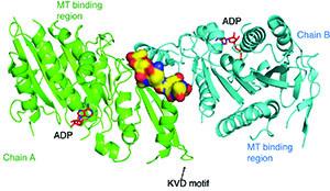 Image from Welburn paper, eLife 2015
