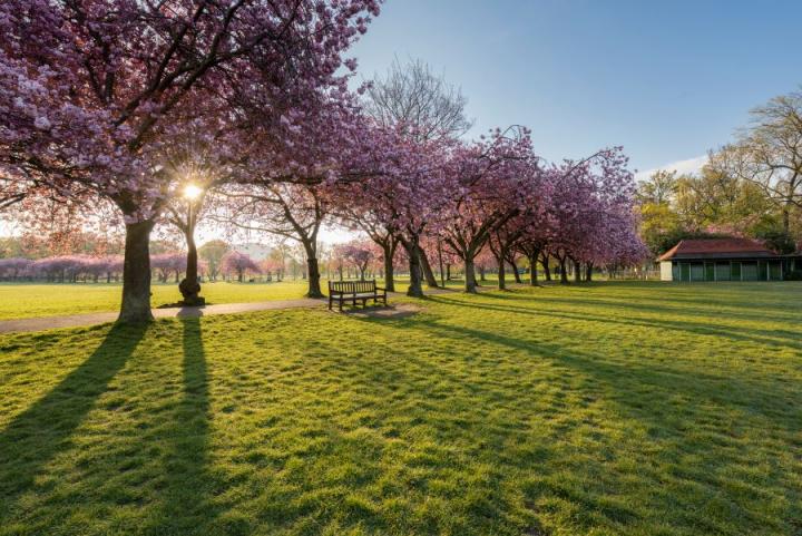 Pink blossom trees in full bloom.